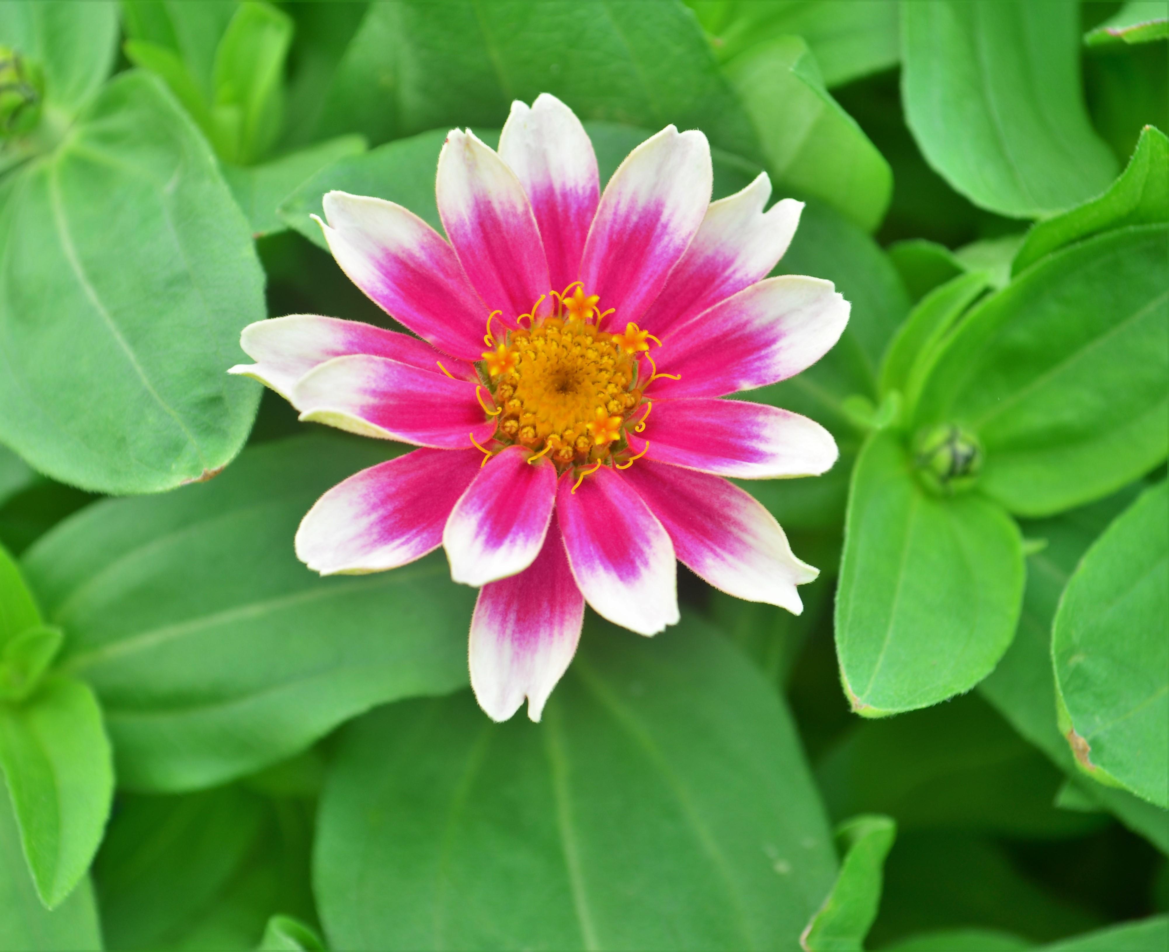 Zinnia hybrid Profusion 'Cherry Bicolor' - Zinnia from Hillcrest Nursery