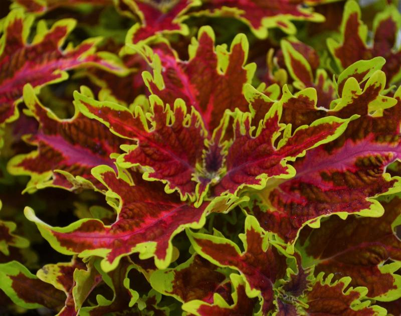 Solenostemon scutellarioides 'Copperhead' - Coleus from Hillcrest Nursery