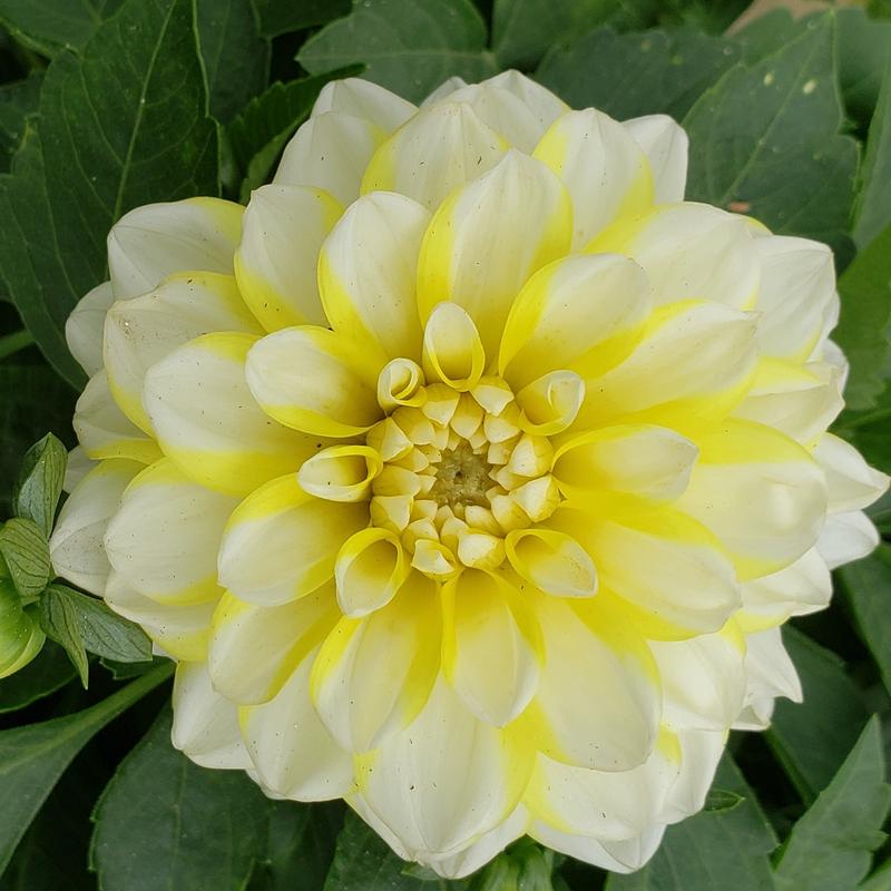 Dahlia Hypnotica 'Limonswirl' - Dahlia Hyponotica Limonswirl courtesy of Duemmen Orange