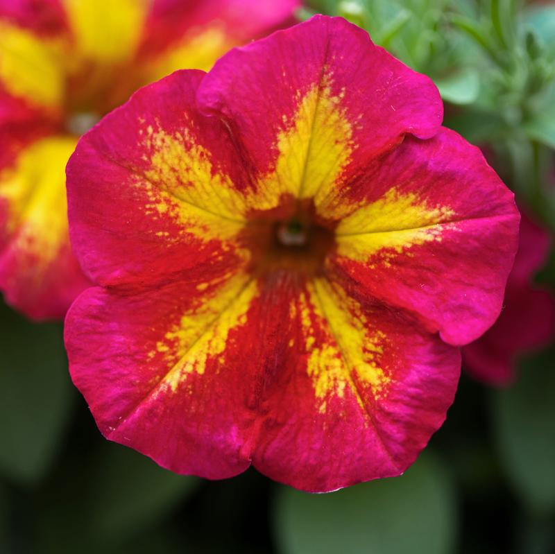 Petunia Petunia Potpourri from Hillcrest Nursery