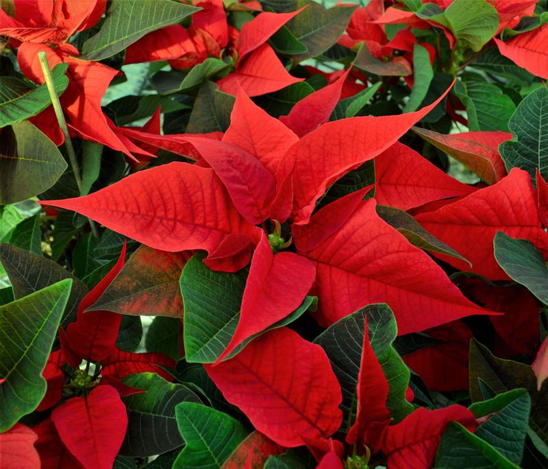 Poinsettia Orange Glow