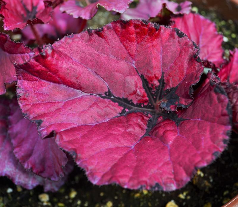 Begonia rex Jurassic 'Heartbeat' - Begonia Rex from Hillcrest Nursery