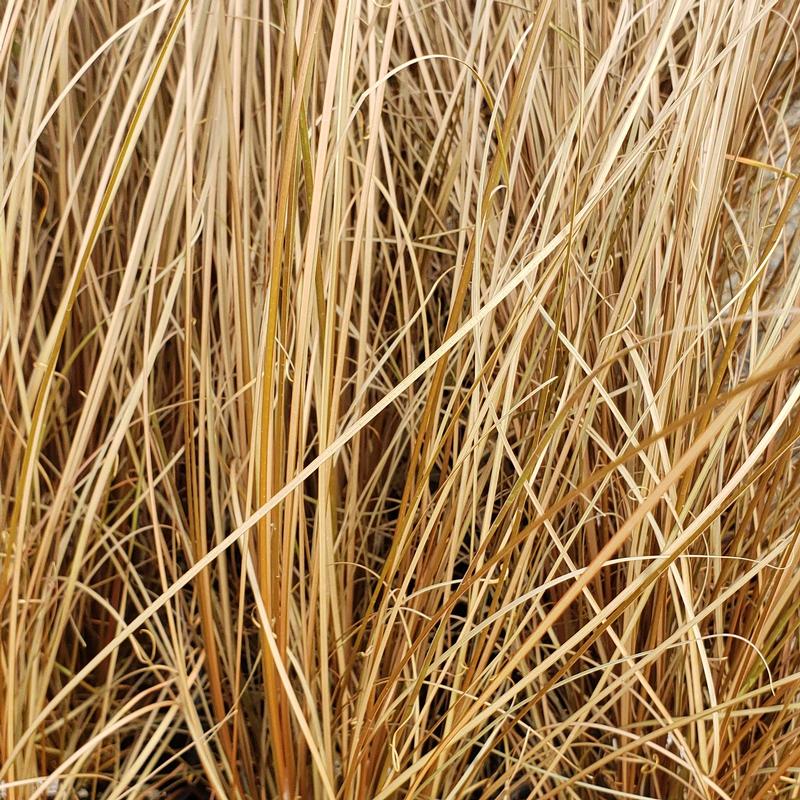 Grass: Carex buchananii 'Red Rooster' - Sedge from Hillcrest Nursery