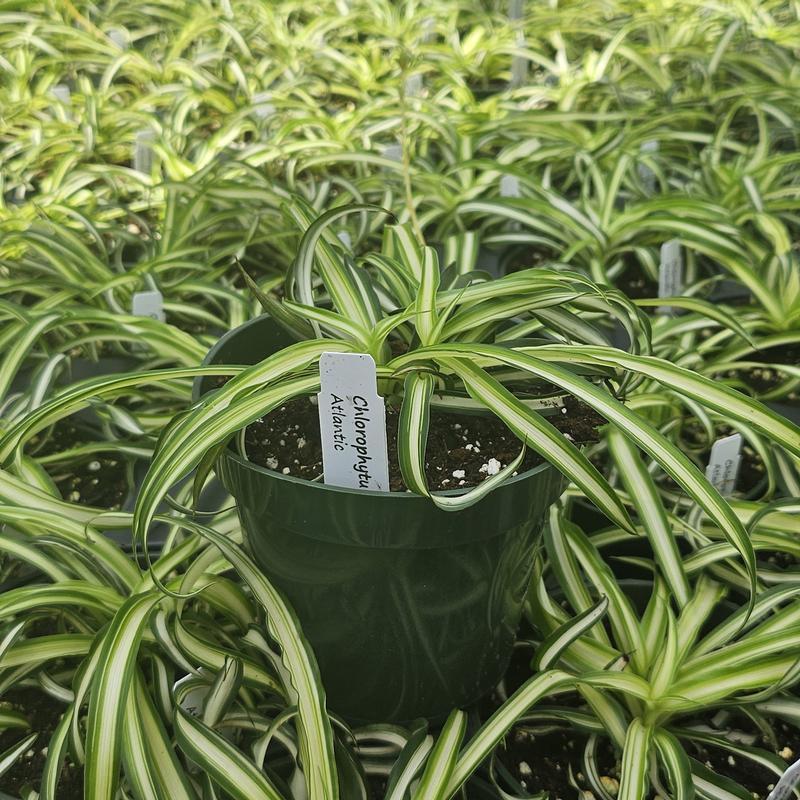 Chlorophytum comosum 'Atlantic' - Spider Plant from Hillcrest Nursery