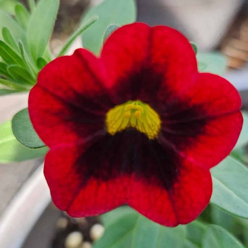 Calibrachoa Hula 'Red' - Million Bells courtesy of Ball Horticultural Company