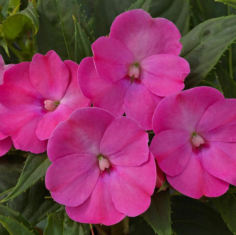 Impatiens hawkeri Sunpatiens 'Lilac' - Sunpatiens Compact Lilac from Hillcrest Nursery