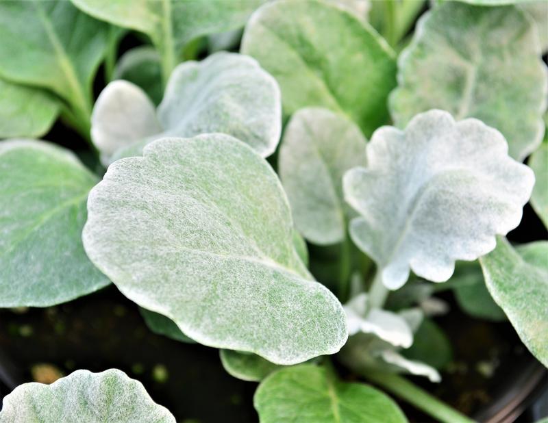 Senecio cineraria 'New Look' - Dusty Miller from Hillcrest Nursery