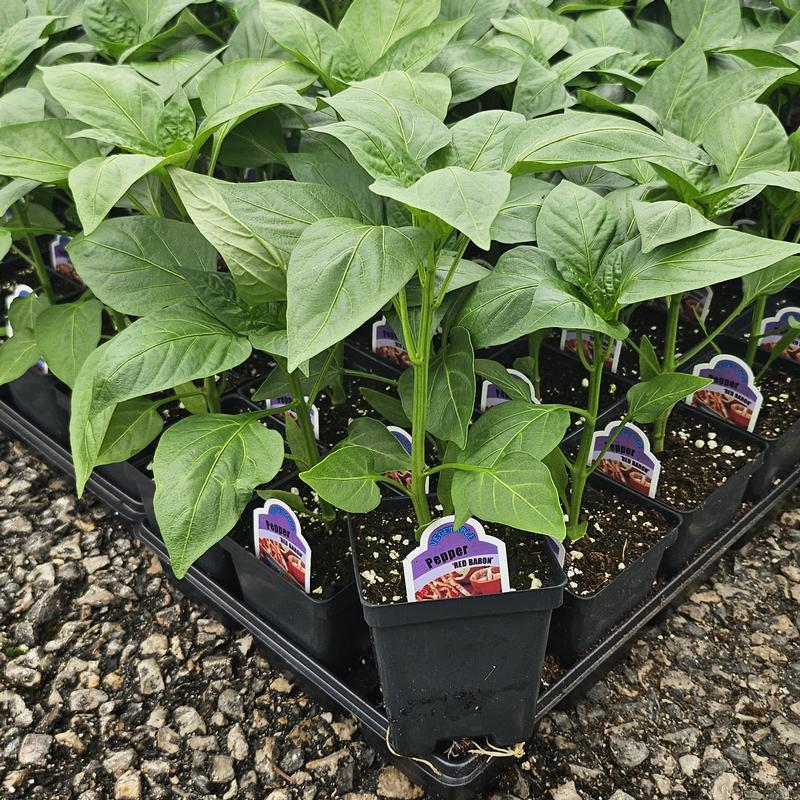 Capsicum annuum 'Red Baron' - Pepper - Bell Red from Hillcrest Nursery