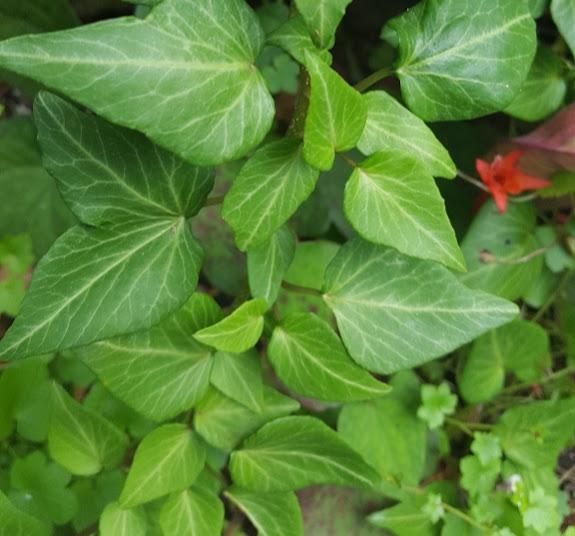 Hedera helix 'Teardrop' - Ivy Teardrop from Hillcrest Nursery