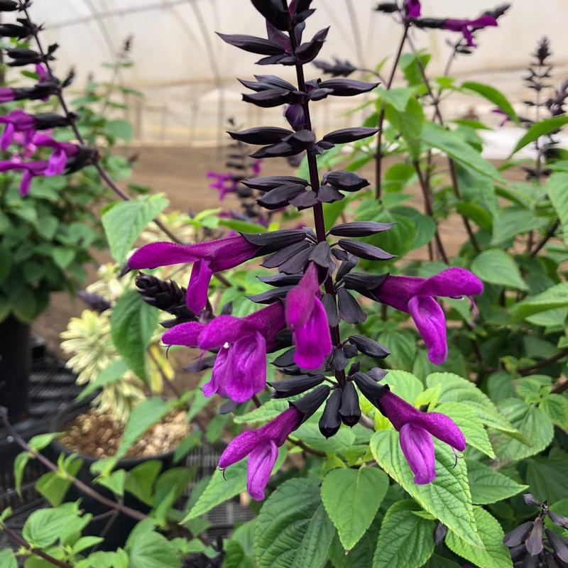 Salvia guaranitica Bodacious 'Smokey Jazz' - Salvia Bodacious Smokey Jazz from Hillcrest Nursery