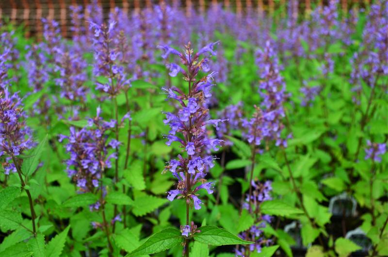 Agastache hybrida 'Purple Haze' - Hummingbird Mint from Hillcrest Nursery