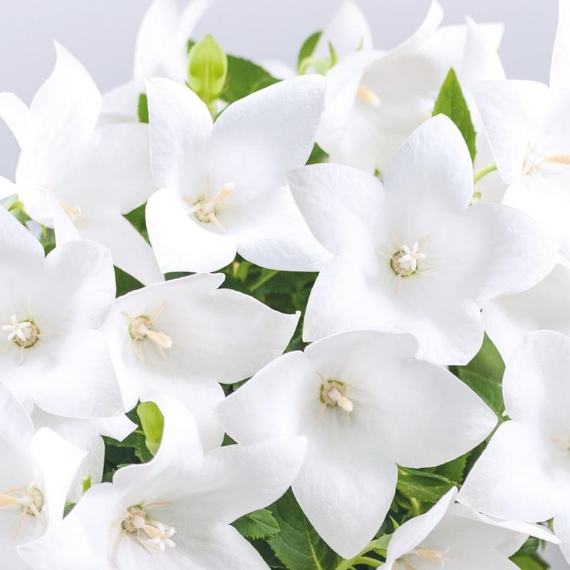 Platycodon grandiflorus Popstar 'White' - Balloon Flower from Hillcrest Nursery