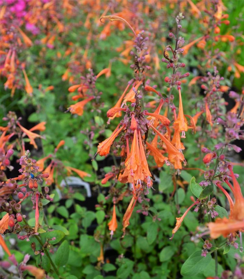 Agastache hybrida 'Tango' - Hummingbird Mint from Hillcrest Nursery