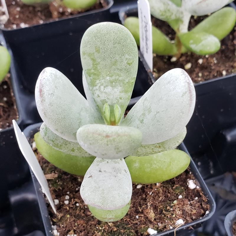 Cotyledon orbiculata 'Higginsiae' - Cotyledon Higginsiae from Hillcrest Nursery