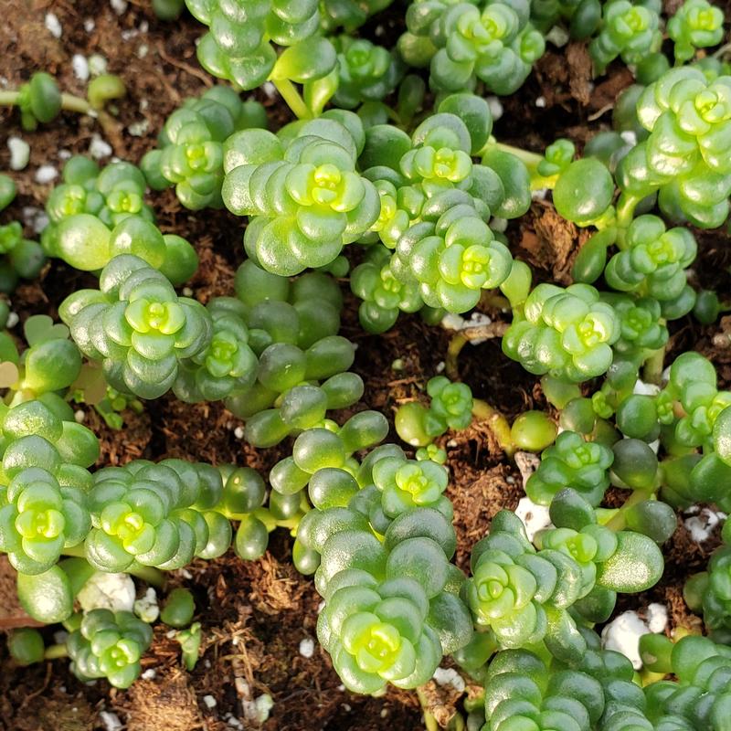 Sedum globosum 'Old Man's Bones' - Sedum Old Man's Bones from Hillcrest Nursery