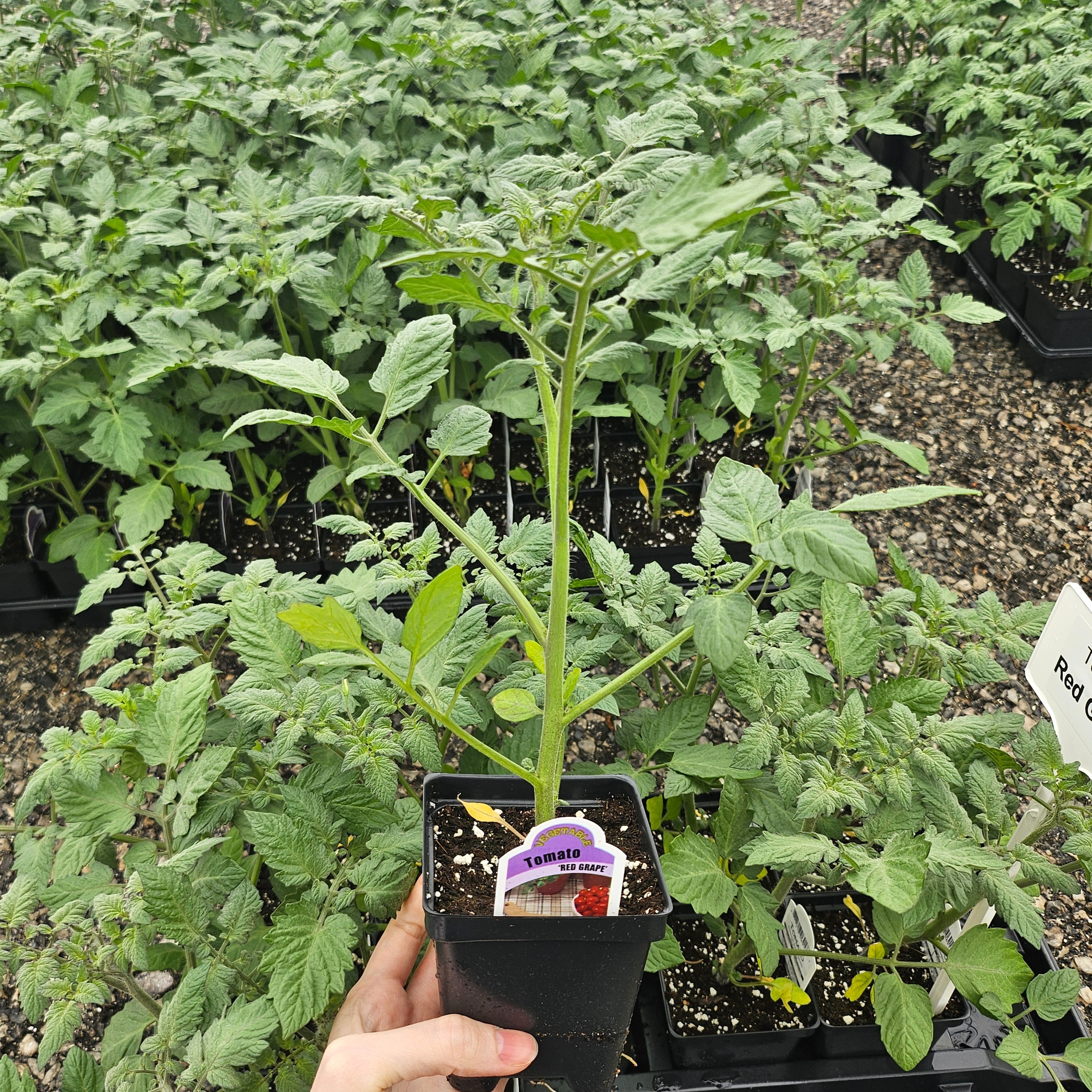 Lycopersicon esculentum 'Red Grape' - Tomato from Hillcrest Nursery