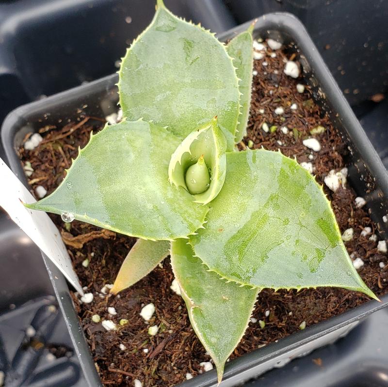Agave colorata 'Silver Gray' - Agave Silver Gray from Hillcrest Nursery