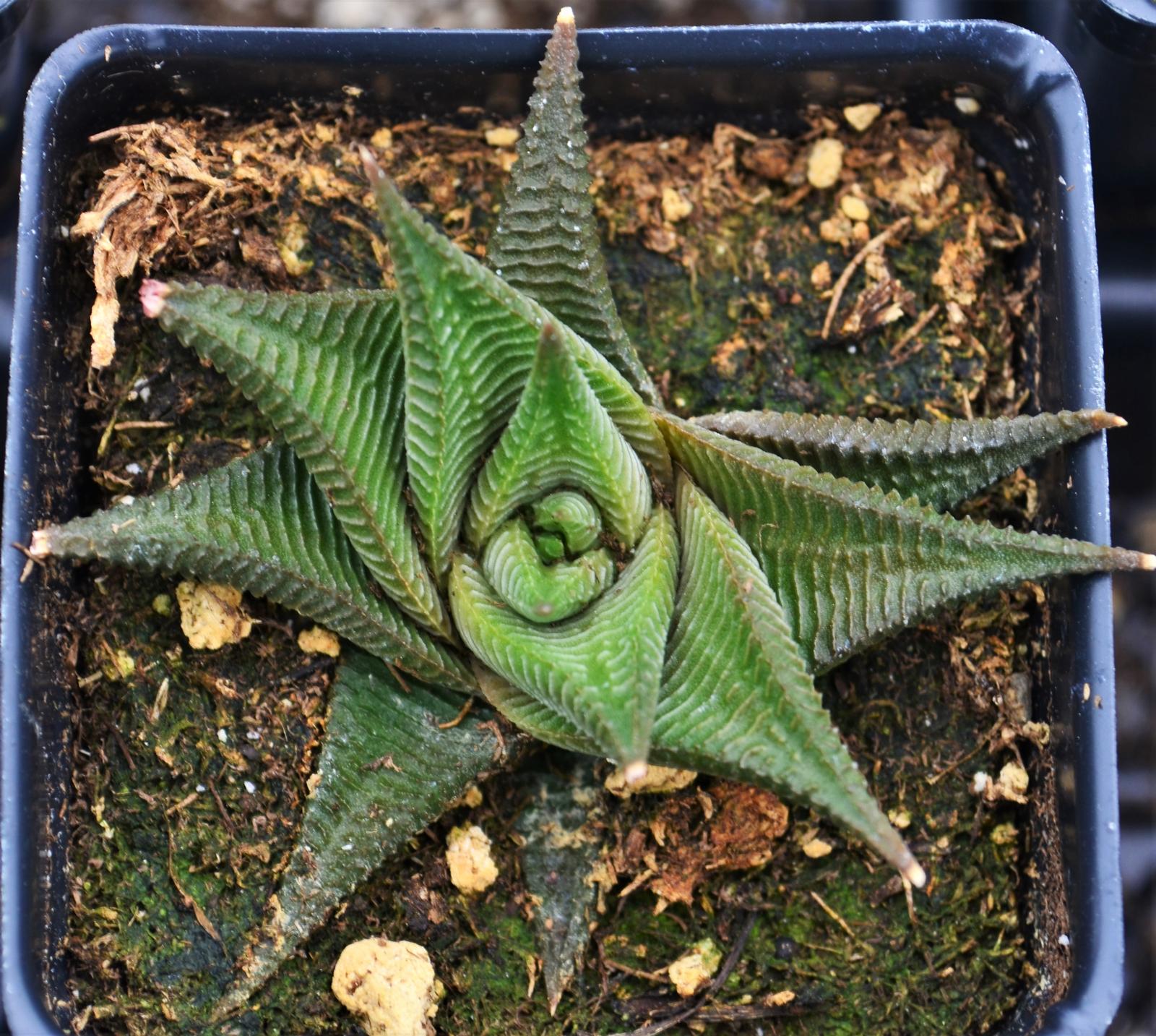 Haworthia limifolia 'Twister' - Haworthia from Hillcrest Nursery