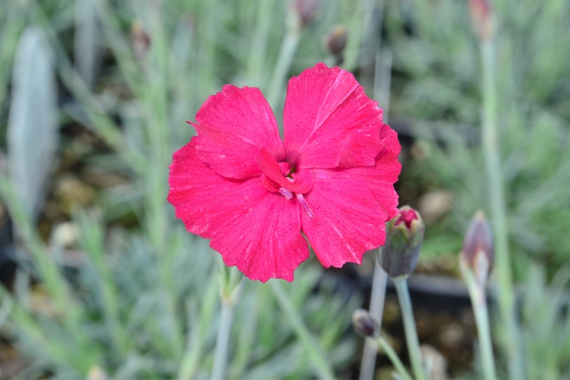 Dianthus allwoodii 'Frosty Fire' - Pinks from Hillcrest Nursery