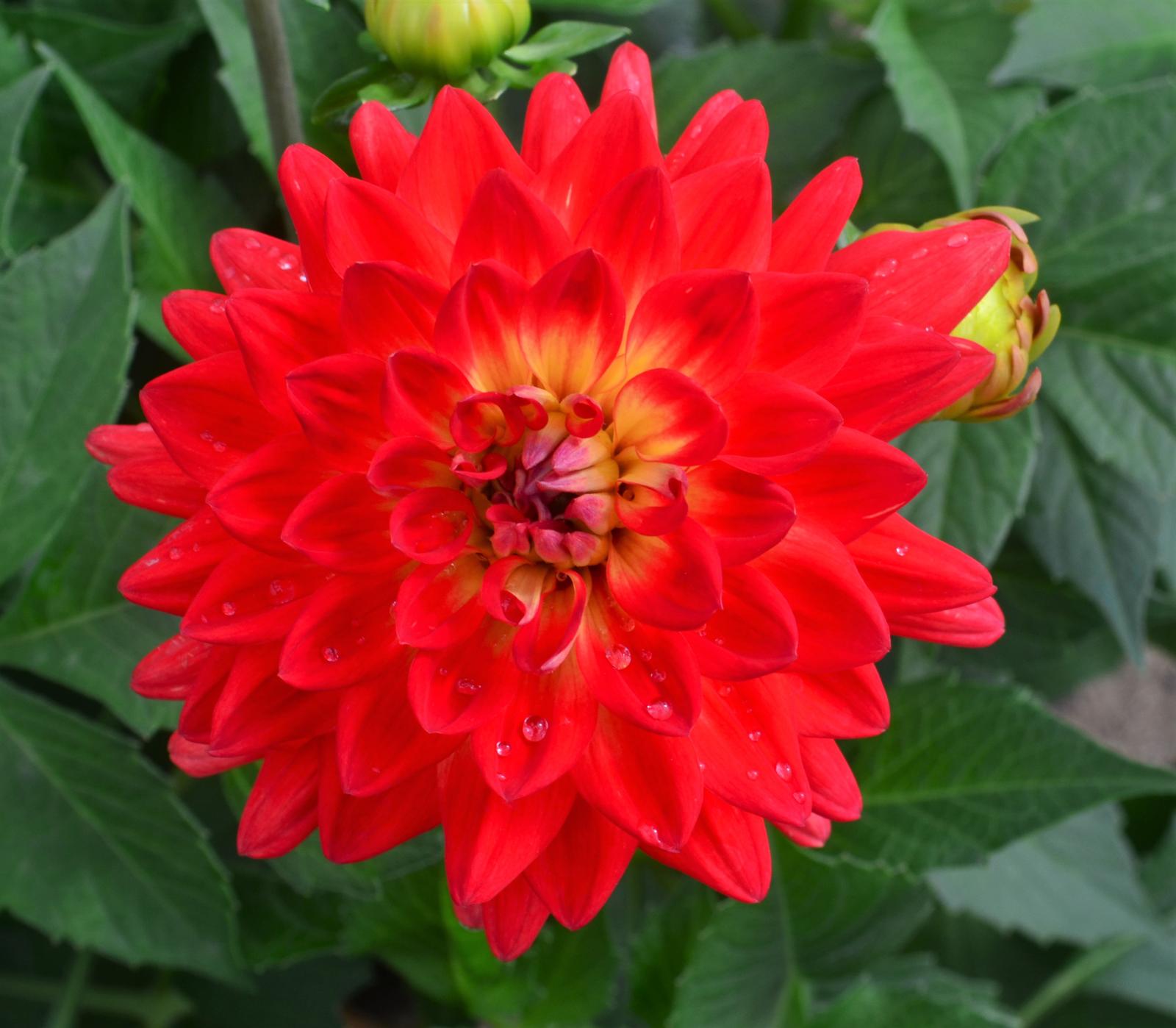 Dahlia La Bella Maggiore 'Fun Flame' - Dahlia from Hillcrest Nursery