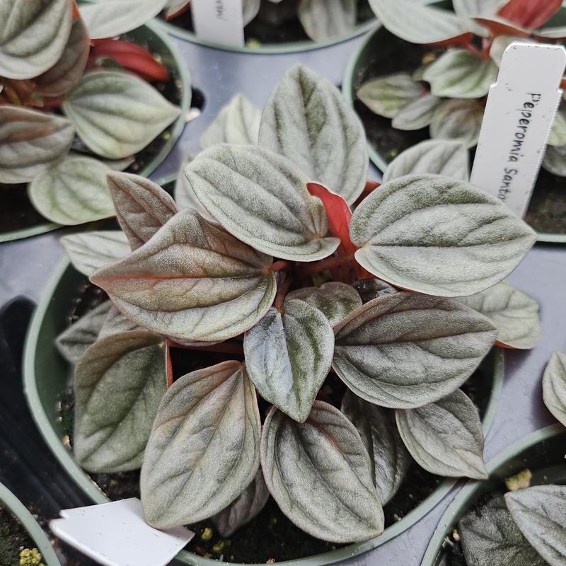 Peperomia 'Santorini' - Peperomia from Hillcrest Nursery