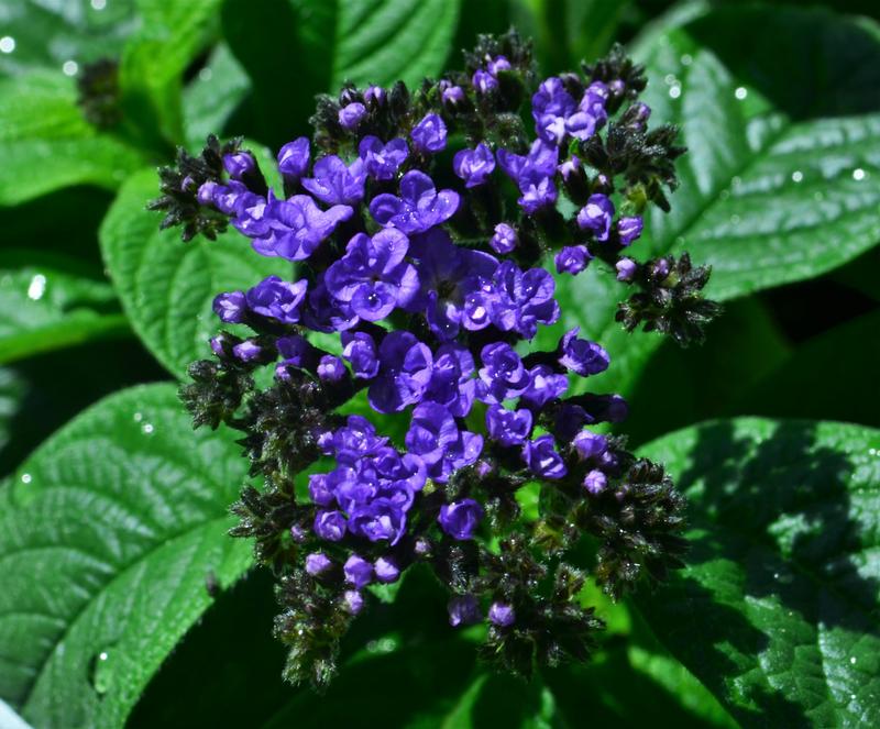 Heliotropium arborescens 'Marino Blue' - Heliotrope from Hillcrest Nursery