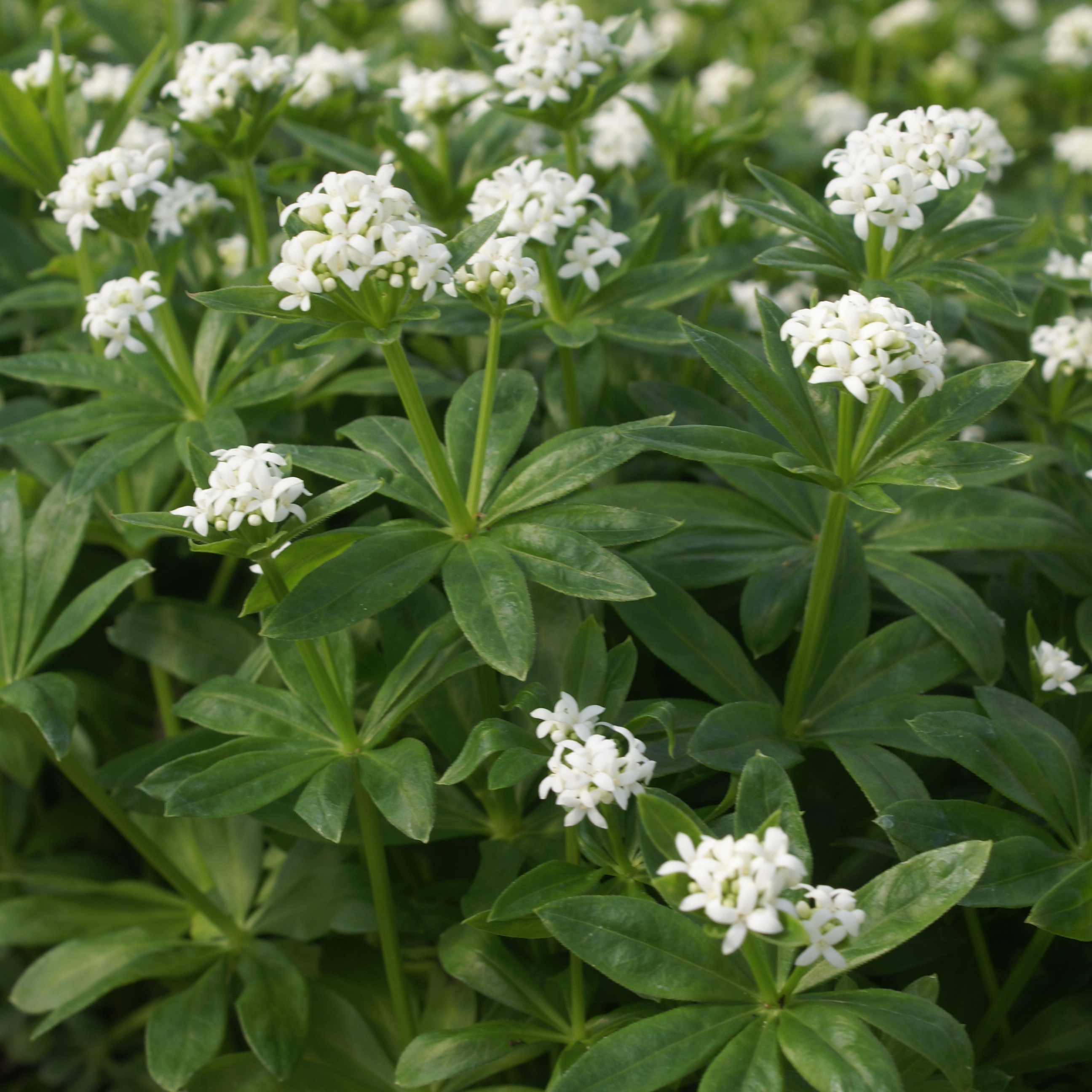 Galium odoratum 'Sweet' - Woodruff Sweet - Perennial Courtesy of Growing Colors