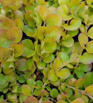 Lysimachia nummularia 'Aurea' - Creeping Jenny from Hillcrest Nursery