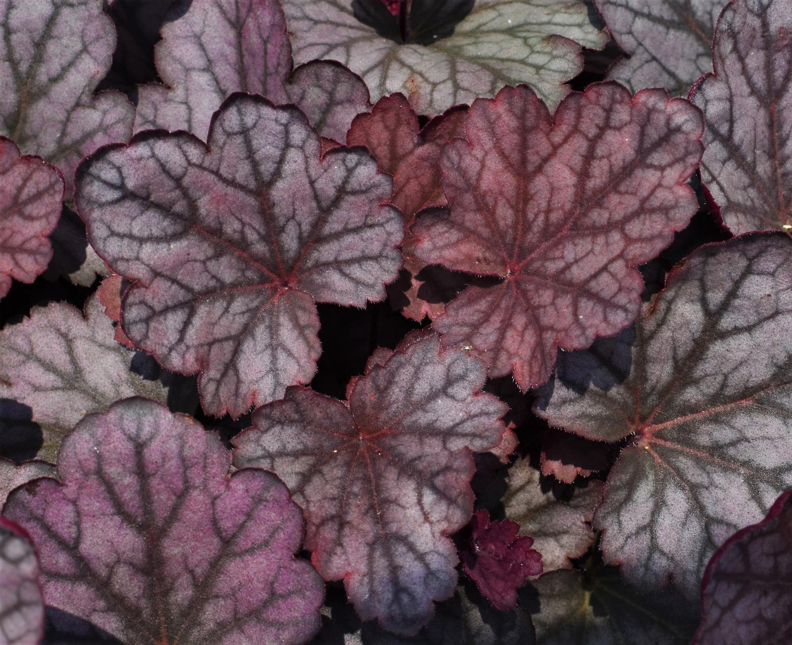 Heuchera Carnival 'Rose Granita' - Coral Bells from Hillcrest Nursery