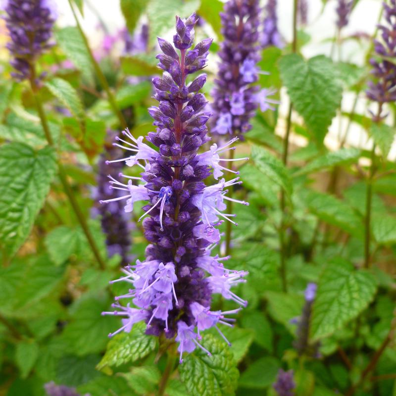 Agastache hybrida 'Little Adder' - Hummingbird Mint from Hillcrest Nursery