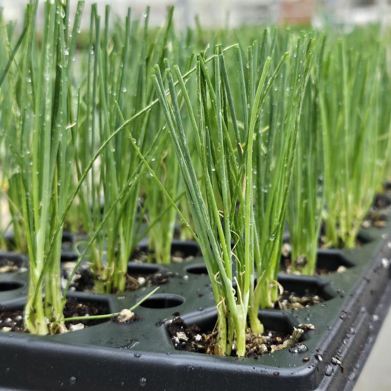 Allium schoenoprasum 'Chives' - Chives - Cellpack from Hillcrest Nursery