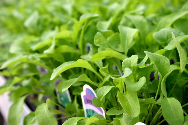 Eruca vesicaria sativa 'Astro' - Arugula - Cellpack from Hillcrest Nursery