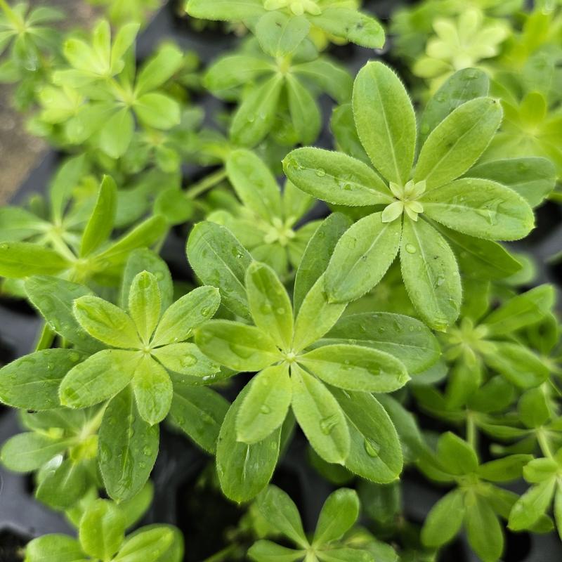 Galium odoratum 'Sweet' - Woodruff Sweet - Cellpack from Hillcrest Nursery