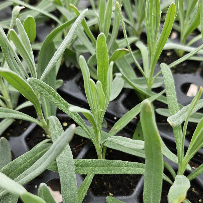 Lavandula angustifolia 'Vera' - Lavender - Cellpack from Hillcrest Nursery