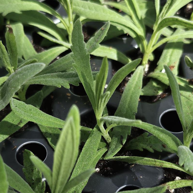 Lavandula heterophylla 'Sweet' - Lavender - Cellpack from Hillcrest Nursery