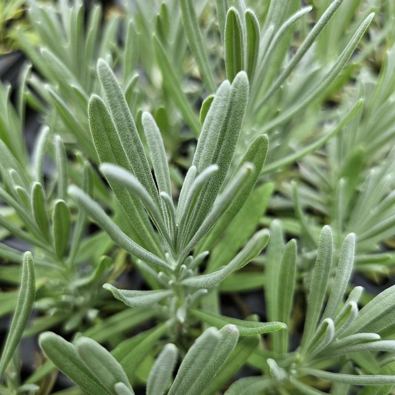 Lavandula x intermedia 'Fred Boutin' - Lavender - Cellpack from Hillcrest Nursery