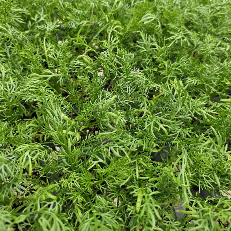 Matricaria recutita 'German' - Chamomile - Cellpack from Hillcrest Nursery