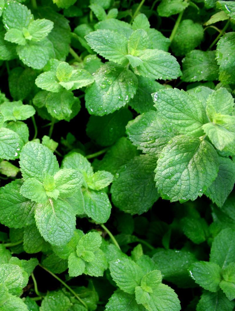 Mentha suaveolens 'Apple' - Mint - Cellpack from Hillcrest Nursery