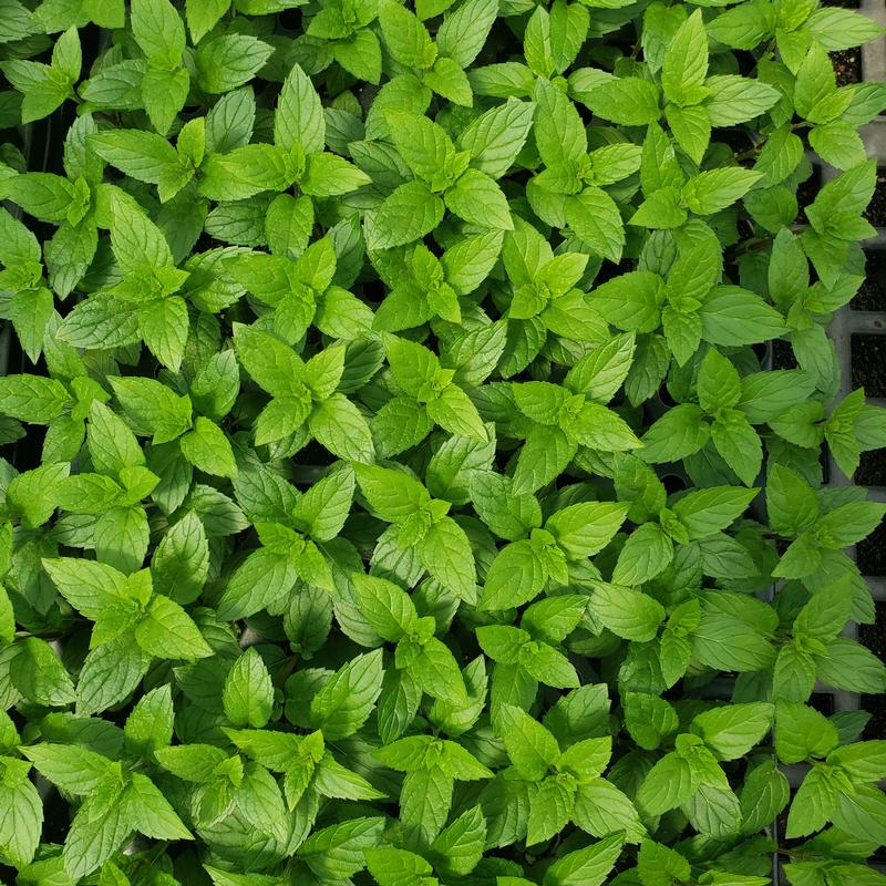 Mentha x piperita 'Peppermint' - Mint - Cellpack from Hillcrest Nursery