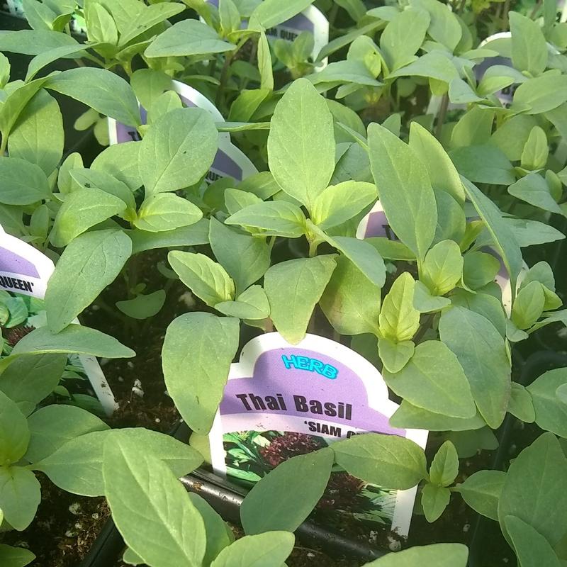 Ocimum basilicum 'Siam Queen' - Basil - Cellpack from Hillcrest Nursery