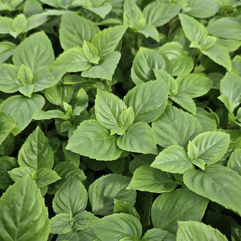 Ocimum x citriodorum 'Greek Columnar' - Basil - Cellpack from Hillcrest Nursery