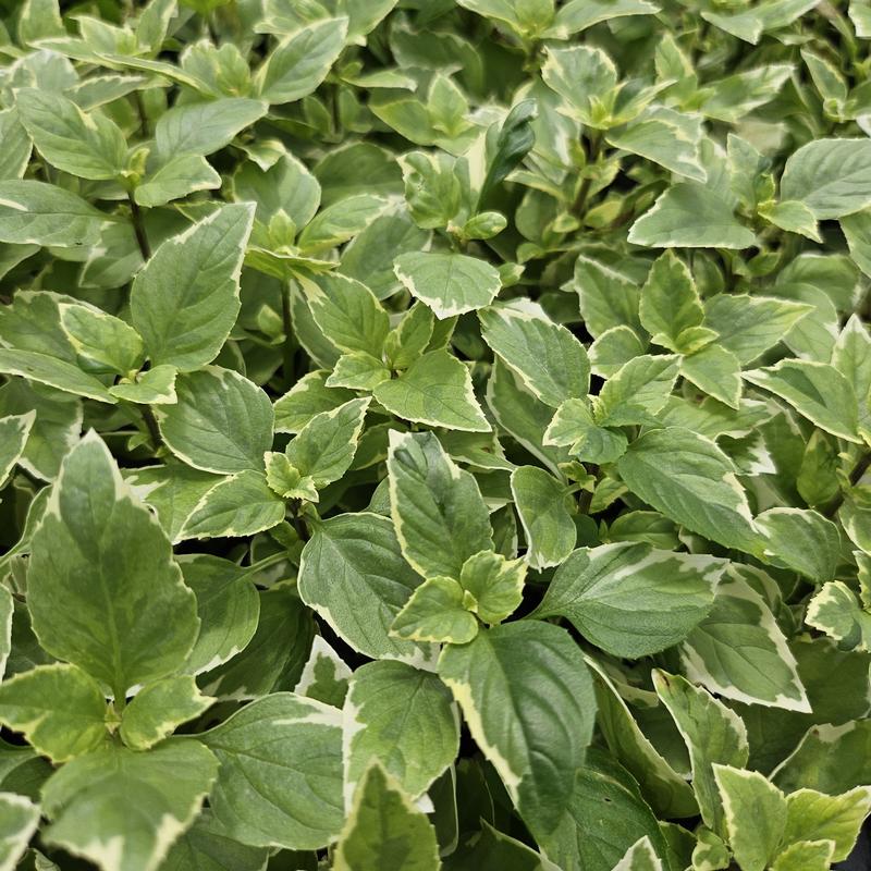 Ocimum x citriodorum 'Pesto Perpetuo' - Basil - Cellpack from Hillcrest Nursery