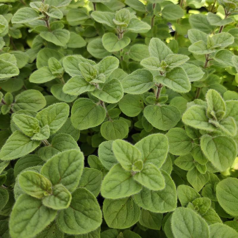 Origanum vulgare ssp. hirtum 'Greek Mountain' - Oregano - Cellpack from Hillcrest Nursery