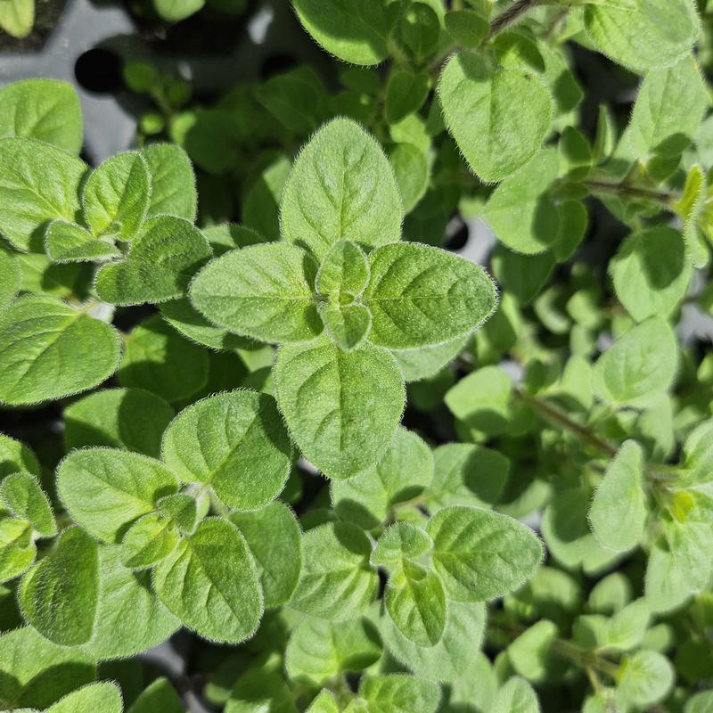 Origanum x majoricum 'Italian' - Oregano - Cellpack from Hillcrest Nursery