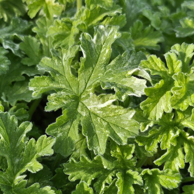 Pelargonium 'Peacock' - Geranium Scented - Cellpack from Hillcrest Nursery