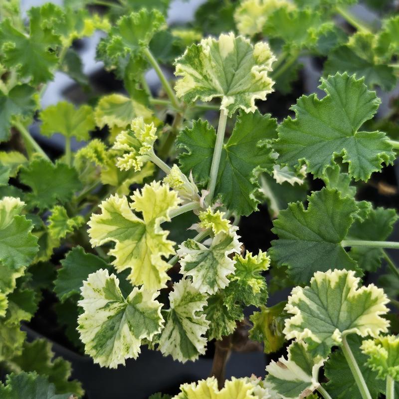 Pelargonium grossularioides 'Gooseberry' - Geranium Scented - Cellpack from Hillcrest Nursery