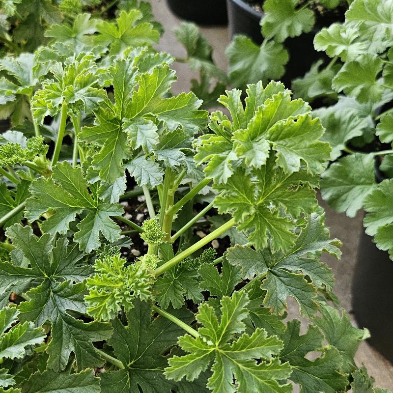 Pelargonium scabrum 'Apricot' - Geranium Scented - Cellpack from Hillcrest Nursery