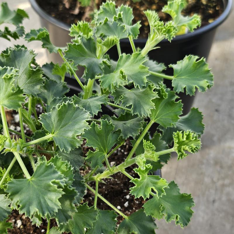 Pelargonium x nervosum 'Lime' - Geranium Scented - Cellpack from Hillcrest Nursery