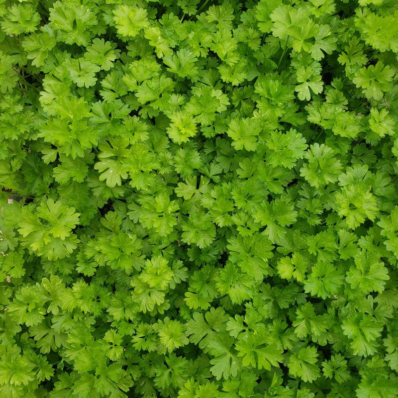 Petroselinum crispum var. crispum 'Curly' - Parsley - Cellpack from Hillcrest Nursery