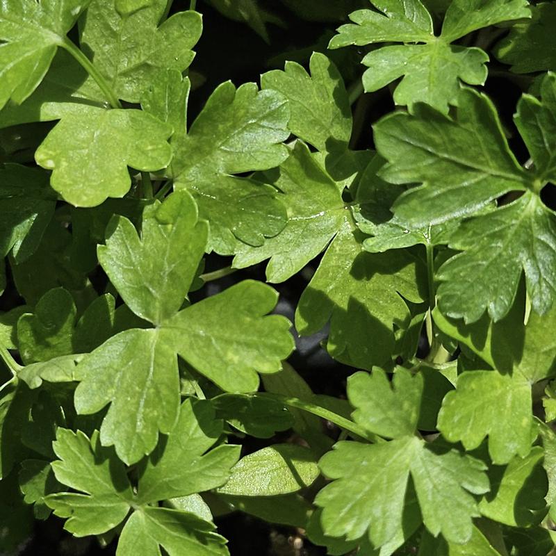 Petroselinum crispum var. neapolitanum 'Plain' - Parsley - Cellpack from Hillcrest Nursery